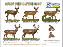 Aging Deer on the Hoof - IMAGE DOWNLOAD