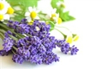 4oz. bottle of Chamomile and Lavender fragrance oil for candles. Synthetic Carrier. 1/2oz-1oz. per pound of wax.