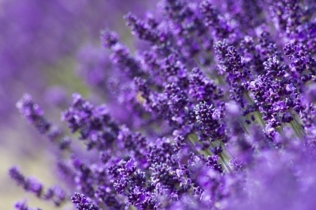 Lavender, 4 oz. bottle of Lavender fragrance oil for candles. Soy carrier.   1/2 oz. - 1 oz. per pound of wax.