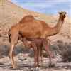 Dromedary