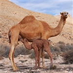 Dromedary