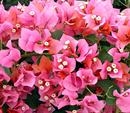 Bougainvillea Rosenka-Bicolor Gold Orange turns to Pink- green leaves