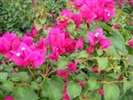 Bougainvillea Juanita Hatten-Blooms Scarlet dark red with green leaves