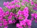 BLUEBERRY ICE BOUGAINVILLEA-BLOOMS/BRACTS VIOLET WITH VARIEGATED LEAVES -Tropical Z 9+