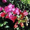 Bougainvillea James Walker-Lavender-Red BLOOMS WITH GREEN LEAVES