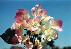 Bougainvillea Yani's Delight BLOOMS VIOLET/PINK/WHITE  GREEN LEAVES