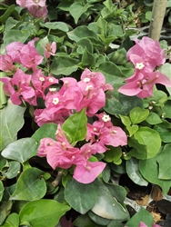 Bougainvillea Pink Dream-BLOOMS PINK WITH GREEN LEAVES