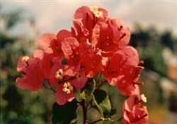 TROPICAL BOUQUET-Blooms Orange-Red with Green Foliage