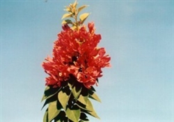 Bougainvillea Pink Pixie-Blooms Pinkish to Orange-Red with Green Foliage-Tropical 9+ Medium dwarf.