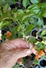 Bougainvillea Gold Rush-Blooms Golden Yellow with Green Foliage