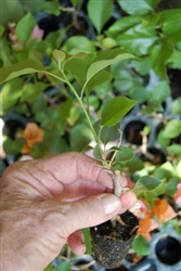 Bougainvillea Gold Rush-Blooms Golden Yellow with Green Foliage