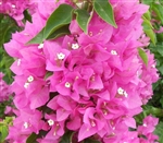 Bougainvillea Vera Pink- Pink Blooms with Green Foliage