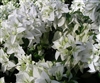 Bougainvillea Mauna Kea-Double Blooms White with Green Foliage