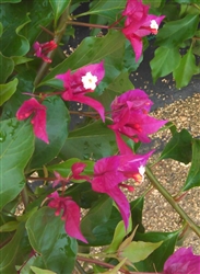 Bougainvillea V. F. RUBY-Blooms Dark Ruby Red with Green Foliage