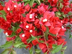 BOUGAINVILLEA TOMATO RED-Blooms Orange Red with Green Foliage