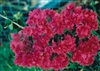 Bougainvillea Mahara Magic-Double Blooms Red with Green Foliage
