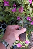 Bougainvillea Small Leaf Purple-Blooms Purple with Green Foliage