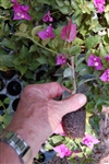 Bougainvillea Small Leaf Purple-Blooms Purple with Green Foliage