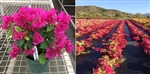 BOUGAINVILLEA SUNSTONE RED-Blooms Red with Variegated Foliage-Tropical 9+