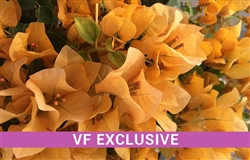 BOUGAINVILLEA V F TOPAZ GOLD-Gold Blooms Green Foliage-Tropical 9+