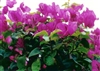 Bougainvillea Texas King-Blooms Purple with Green Foliage