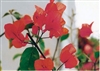 Bougainvillea Fiesta-Blooms Orange-Red with Green Foliage