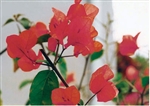 Bougainvillea Fiesta-Blooms Orange-Red with Green Foliage