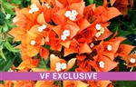 BOUGAINVILLEA FIRE OPAL-Blooms Golden Orange with Green Foliage-Tropical 9+