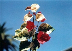 Bougainvillea Royal Dauphine-Blooms Lavender-Red with Variegated Foliage