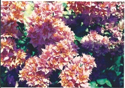 Bougainvillea Mahara Roseville-Double Bicolor Blooms Orange changing to Pink with Green Foliage