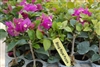 Bougainvillea Royal Purple-Purple Blooms with Green Foliage Z 9+