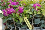 Bougainvillea Royal Purple-Purple Blooms with Green Foliage Z 9+