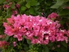 BOUGAINVILLEA VERA LYNN - PINK BRACTS COMPACT NON VINING GREEN FOLIAGE TROPICAL ZONE 9+