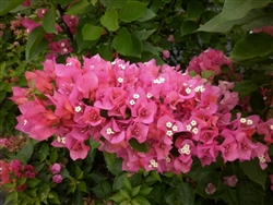 BOUGAINVILLEA VERA LYNN - PINK BRACTS COMPACT NON VINING GREEN FOLIAGE TROPICAL ZONE 9+