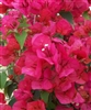 BOUGAINVILLEA SHARON WESLEY-REDDISH ORANGE TO REDDISH-PINK BRACTS VINING TYPE GREEN FOLIAGE TROPICAL ZONE 9+