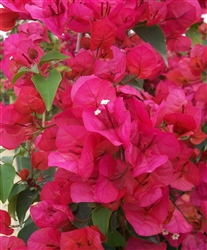 BOUGAINVILLEA SHARON WESLEY-REDDISH ORANGE TO REDDISH-PINK BRACTS VINING TYPE GREEN FOLIAGE TROPICAL ZONE 9+