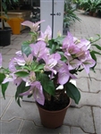 BOUGAINVILLEA RIJNSTAR LILA-Blooms Lilac Light Lavender with Green Foliage-Tropical 9+