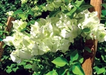 BOUGAINVILLEA SHUBRA-Blooms White with Green Foliage-Tropical 9+ Spreading.