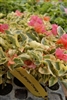 Bougainvillea Bengal Orange-Blooms Orange with Variegated Foliage