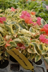 Bougainvillea Bengal Orange-Blooms Orange with Variegated Foliage