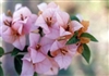 BOUGAINVILLEA HUGH EVANS-Blooms CORAL with Green Foliage-Tropical Zone: 9+ Spreading.