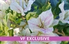 BOUGAINVILLEA SUNSTONE WHITE-Blooms White with Variegated Foliage-Tropical 9+