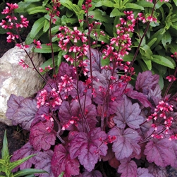 HEUCHERA  ROSE PINK LEAVES-LT PURPLE FLOWERS Z 4-9