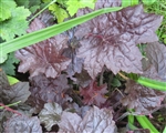 HEUCHERA MOLLY BUSH- Cream Colored Blooms Maroon Foliage Zone 4-9