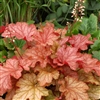 HEUCHERA PAPRIKA GLOWING CHERRY-CORAL FOLIAGE Z 4-9