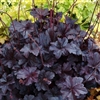 HEUCHERA OBSIDIAN STANDARD BLACK DOES NOT FADE SHINY BROAD ROUNDED LEAVES Z 4-9