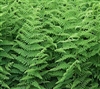 FERN Hay-scented Fern-Dennstaedtia punctilobula  Zone 3-8