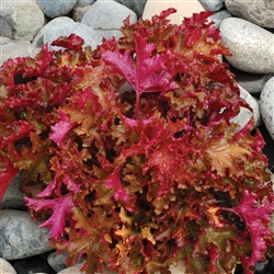 HEUCHERA ZIPPER BRIGHTLY COLORED RUFFLED LEAVES BRIGHT ORANGE TO GOLDEN AMBER MAGENTA BACK Z 4-9