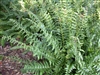 Fern Christmas Fern-Polystichum acrostichoides Zone 3-9