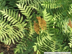 FERN ROYAL FERN-Osmunda regalis Zone 3-9